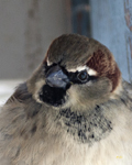 House Sparrow